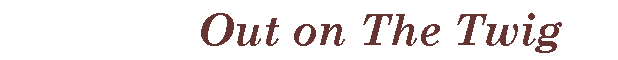 Text Box:    Out on The Twig   