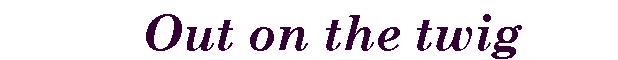 Text Box:           Out on the twig
