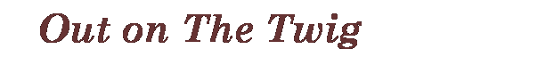 Text Box: &nbsp;&nbsp; Out on The Twig&nbsp;&nbsp; 
&nbsp;
